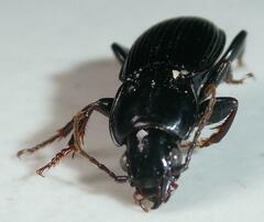Pterostichus stygicus