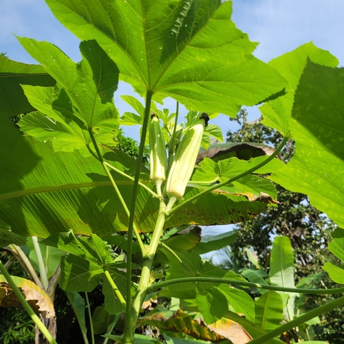 Abelmoschus esculentus