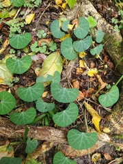 Cissampelos torulosa