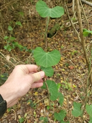 Cissampelos torulosa