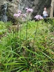 Tulbaghia violacea