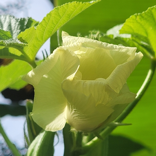 Abelmoschus esculentus