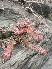 Crassula perforata