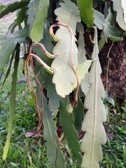 Epiphyllum phyllanthus