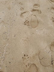 Aonyx capensis capensis