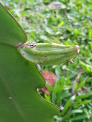 Epiphyllum phyllanthus
