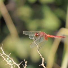 Erythrodiplax corallina