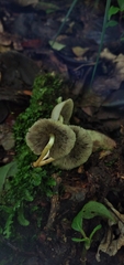 Hypholoma subviride