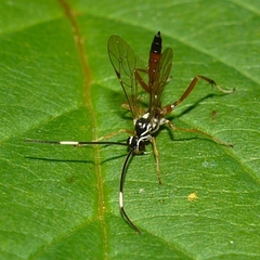 Ischnus inquisitorius