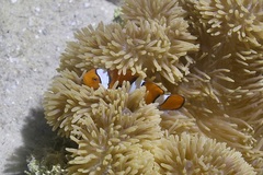 Amphiprion percula