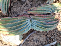 Aloe suprafoliata image