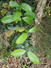 Elaeodendron croceum