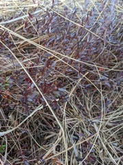 Vaccinium macrocarpon