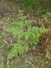 Pteridium