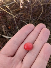 Vaccinium macrocarpon
