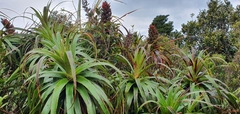 Dracophyllum traversii