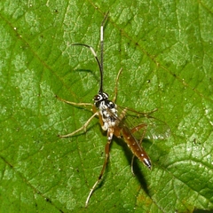 Ischnus inquisitorius