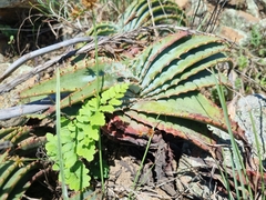 Aloe suprafoliata image