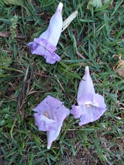 Jacaranda mimosifolia