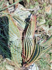 Aloe suprafoliata image