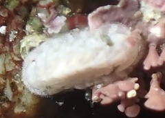 Polyplacophora