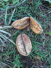 Jacaranda mimosifolia