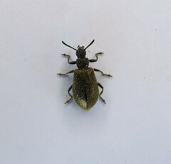 Lagria villosa