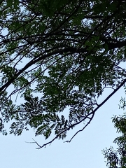 Jacaranda mimosifolia