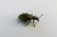 Lagria villosa