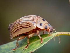 Paropsisterna intacta