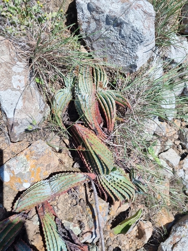 Aloe suprafoliata image