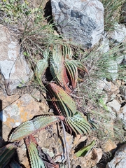 Aloe suprafoliata