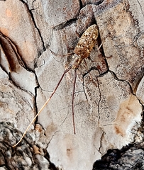 Monochamus carolinensis