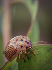 Paropsisterna intacta