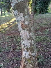 Jacaranda mimosifolia