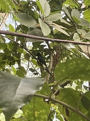 Dicrurus hottentottus leucops