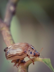 Paropsisterna intacta