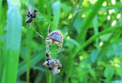 Verrucosa undecimvariolata