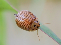 Paropsisterna intacta