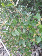 Forestiera segregata