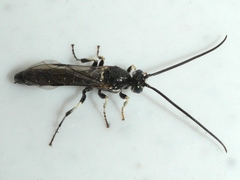 Ctenichneumon