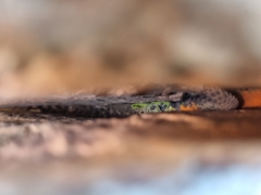 Platysaurus lebomboensis