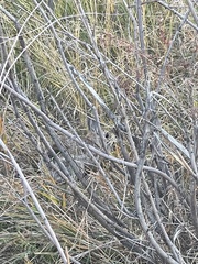 Sylvilagus nuttallii pinetis