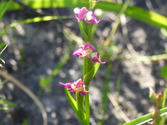 Disperis paludosa