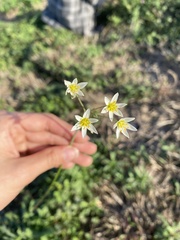 Nothoscordum