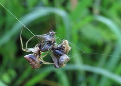 Verrucosa undecimvariolata