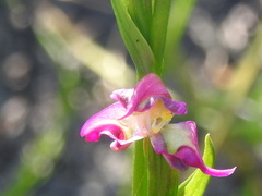 Disperis paludosa