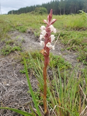 Satyrium acuminatum