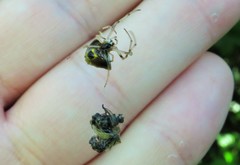 Verrucosa undecimvariolata