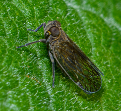 Cixiidae